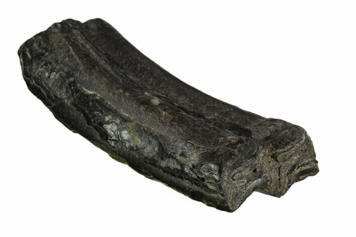 Pleistocene Aged Fossil Horse Tooth - Florida #123239
